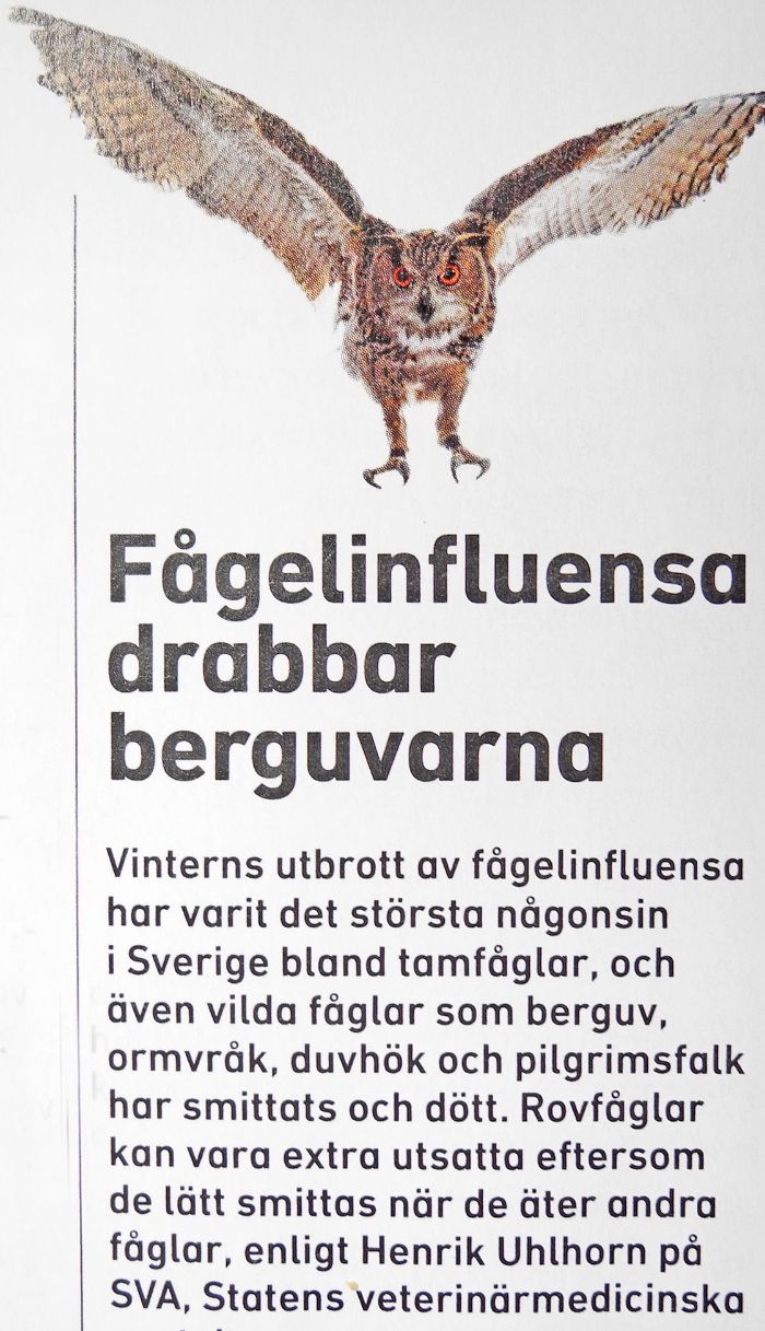 Ny fara för toppredatorer: Fågelinfluensa! Notis i Sveriges Natur 2/21
Enligt rapport från SVA har bl. a. 10 berguvar, 10 pigrimsfalkar och 7 havsörnar konstaterats ha dött av fågelinfluensa. Sjuka och döende bytesfåglar är ju lättfångade.